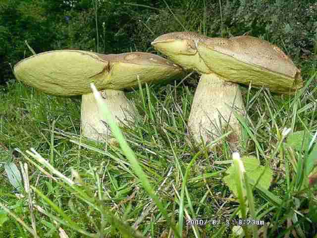  Image name: 24 Porcino.jpg 
 width: 640 pixel 
 height: 480 pixel 
 Size: 34678 bytes 
 Click to enlarge 